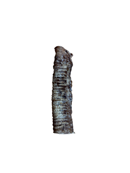 Trachea Creature Comforts Glasgow trachea-creature-comforts-glasgow