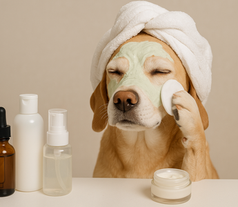 Why Your Dog’s Skin Health Matters (and How to Support It)