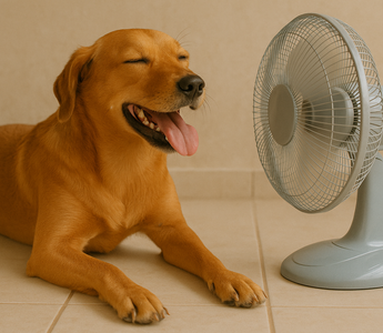 How to Keep Your Dog Cool – And Why It Matters During Hot Weather