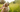 Keep Your Pet Pest-Free This Summer!