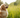Keep Your Pet Pest-Free This Summer!