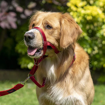 Dog Headcollars