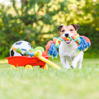 Dog Accessories