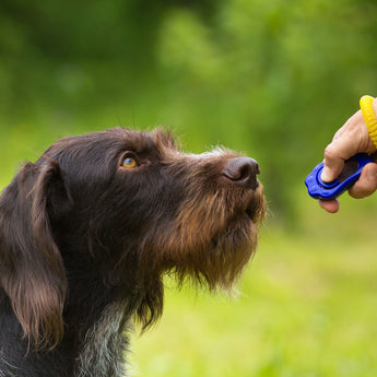 Dog Training Tools