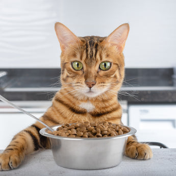 Grain Free Cat Food